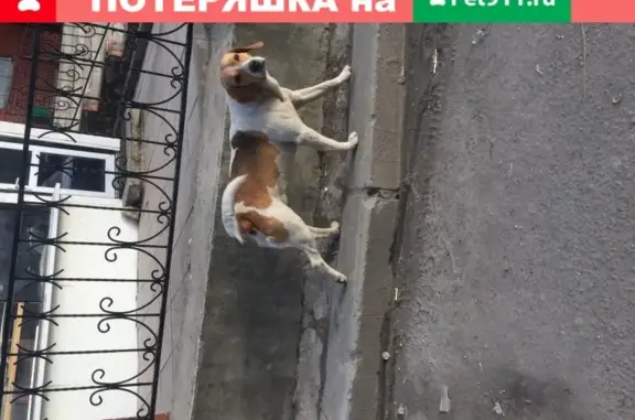 Собака найдена в Подольске.
