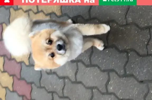 Найдена собака в районе Таврово, связь личными сообщениями в Белгороде