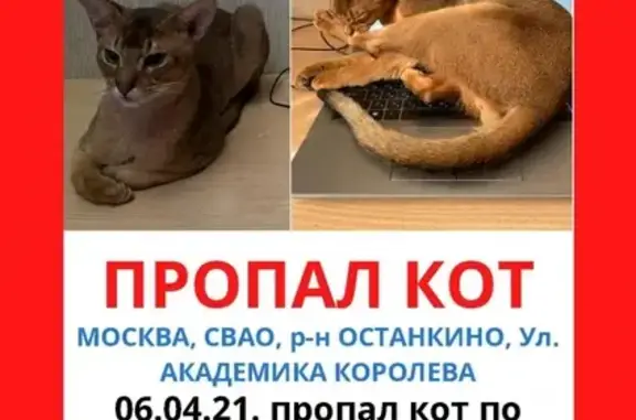 Пропала кошка Феня на ул. Академика Королёва, дом 5, вознаграждение.