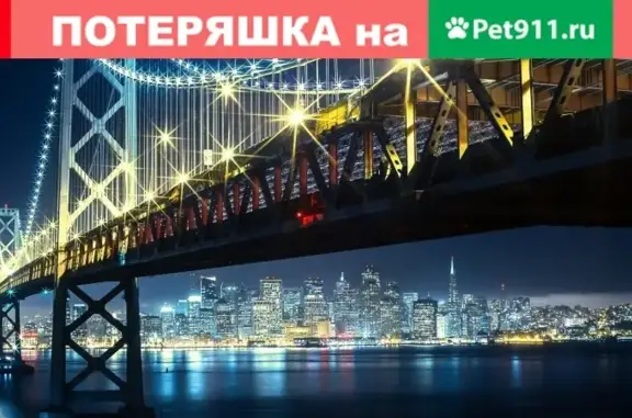 Найдена кошка в Москве