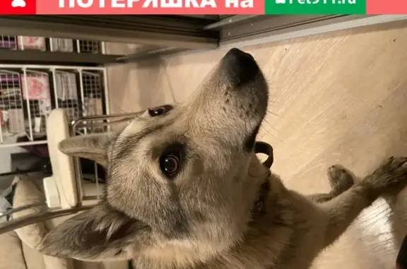 Найдена ласковая собака в Перми