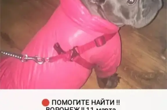 Пропала собака Диди в районе ДК Кирова, Воронеж.