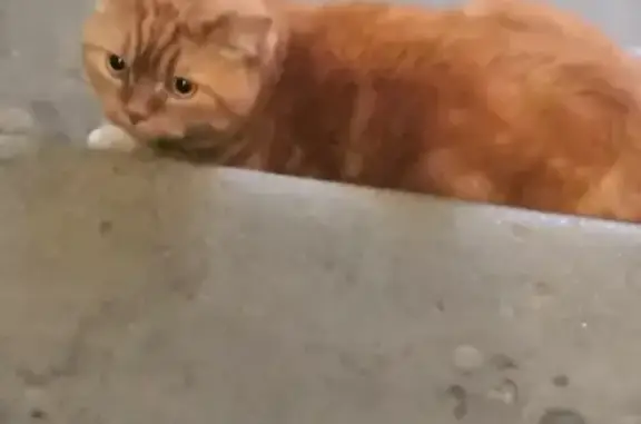 Найден крупный рыжий кот, ул. Ломоносова 24