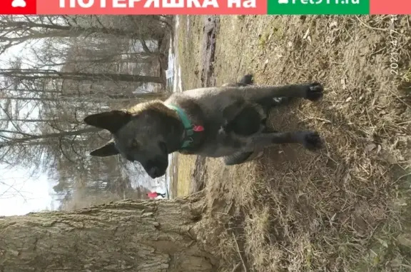 Пропала собака Мила, возраст 1 год 6 мес., ул. Мраморная, Подольск