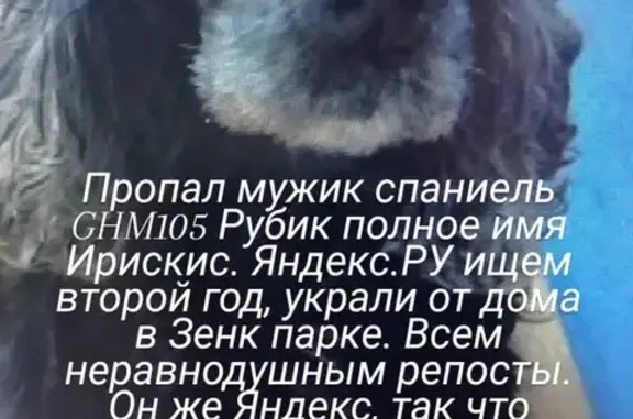 Пропала собака: Черный английский кокер Рубик, г. Прокопьевск, ул. Парковая 2А.