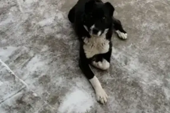 Пропала собака Фрида в Оренбурге