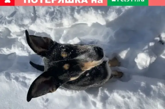 Пропала собака в Тульской области: помогите найти!