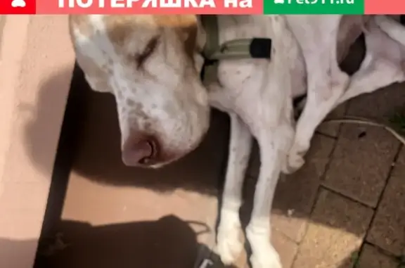 Найдена худая собака в Сочи, район Мамайка.