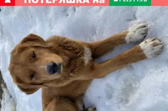 Собака Риччи ищет хозяина в Чехове
