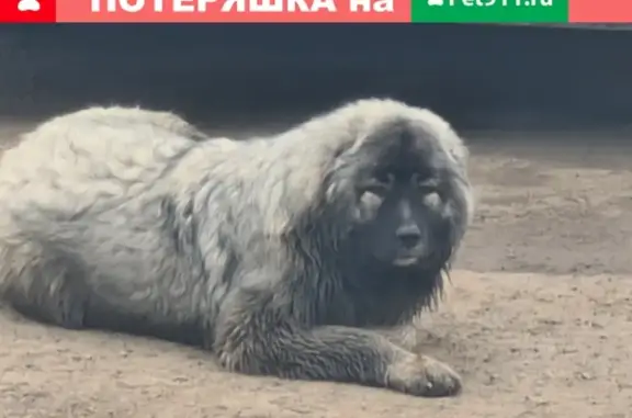 Щенок кавказской овчарки найден в Перми на Промышленной улице 87