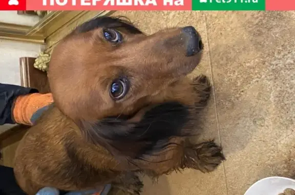 Найдена собака Такса в Ижевске, микрорайон Орловское