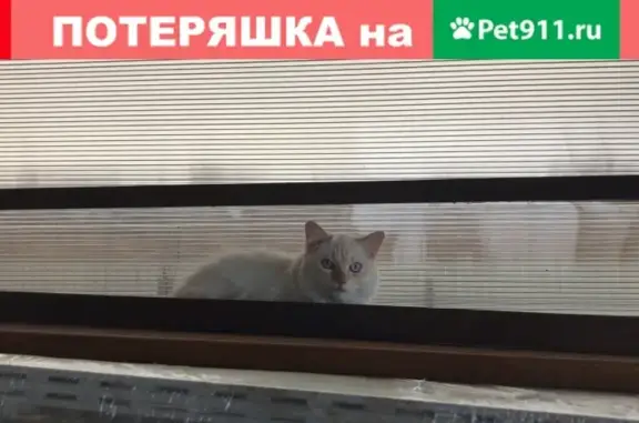 Кошка на дачном участке в Павловском посаде