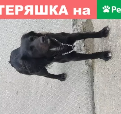 Найдена домашняя маленькая собака в Новороссийске.