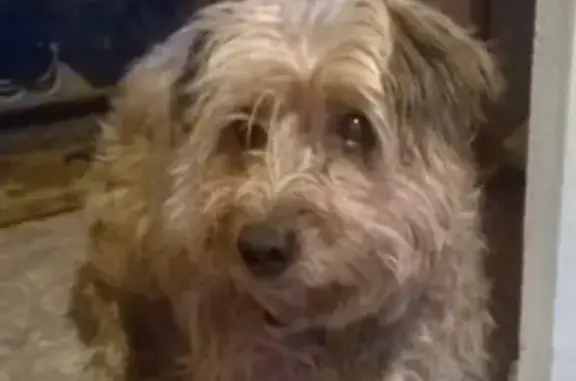 Пропала собака в Оренбурге, 15 лет, нестриженная и добрая