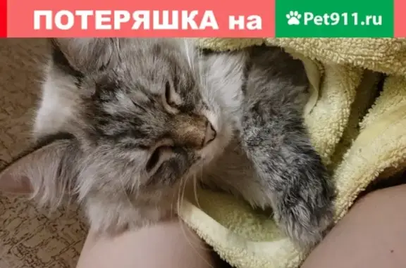 Пропала кошка в Ставрополе с голубыми глазами.