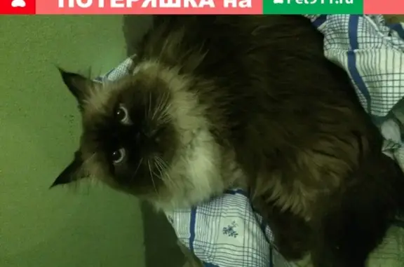 Найдена кошка в подъезде, Москва