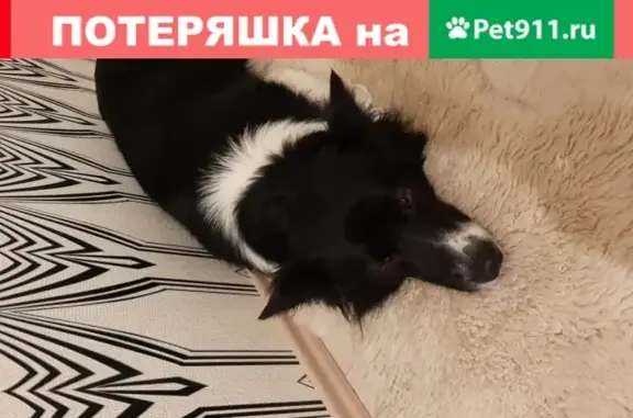 Собака найдена в Битцевском парке, Москва.