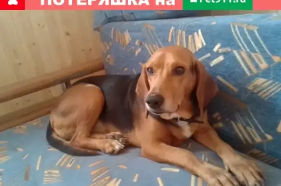 Собаки потеряшки, Санкт-Петербург, фото: Потеряшка кобель эстонской гончей в Лесколово, СПб