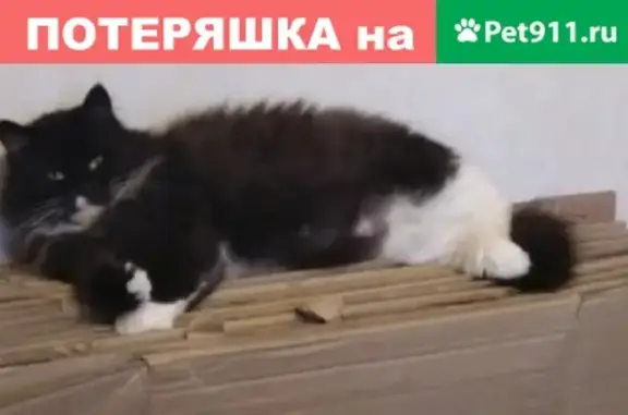 Пропала кошка на Светлановском проспекте, 21.