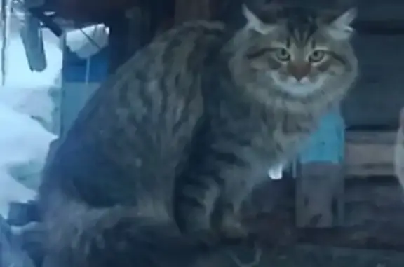 Пропала кошка Леха на ул. Каховская, Томск