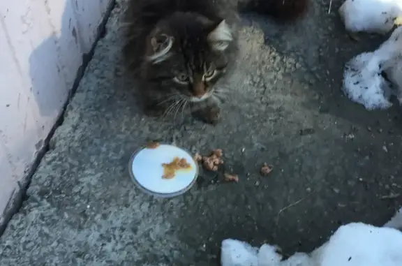 Потерянная кошка в Первомайском районе Новосибирска