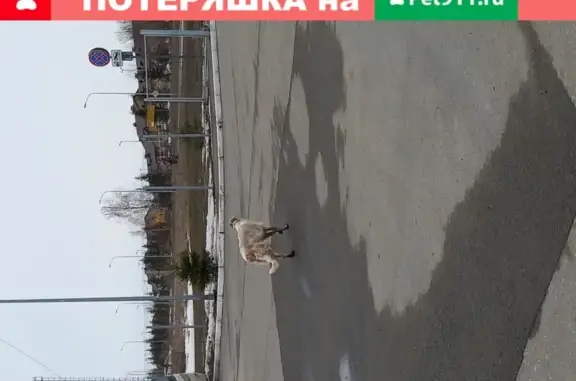 Найдена собака на Аграрной улице, Казань