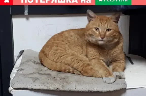 Пропал кот РЫЖИЙ на ул. Дорофеева, 3