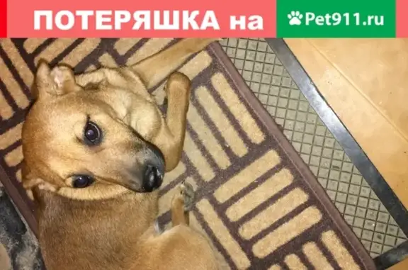 Найдена собака в Астрахани, ул. Генерала Герасименко, 6