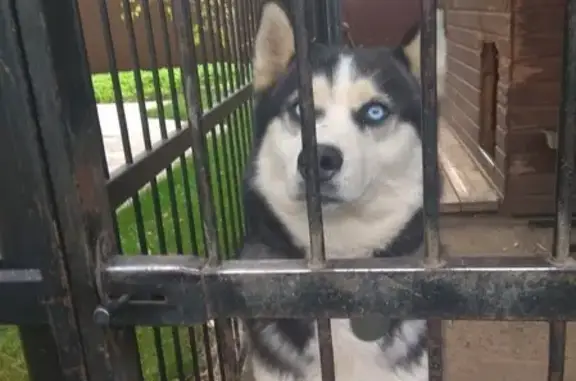 Пропала собака Орион, хаски в Солнечногорске