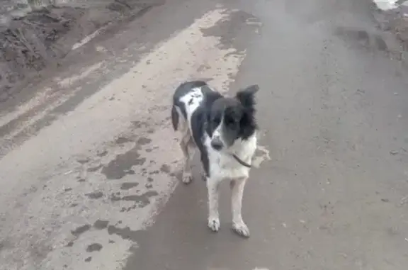 Собака найдена в Красноярске