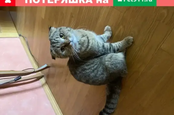 Найдена кошка на ул. Большая Стрелецкая в Воронеже