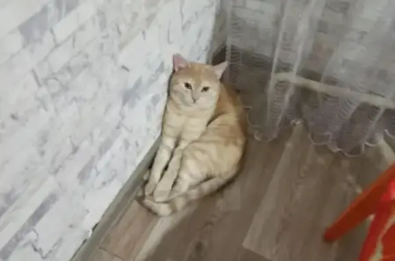 Пропала кошка Персик на Косарева 52, Челябинск.