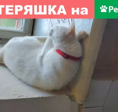 Пропала белая кошка в Москве