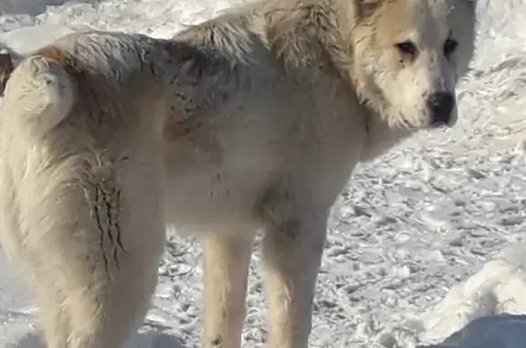 Пропала собака в Хабаровске на ул. Печерская