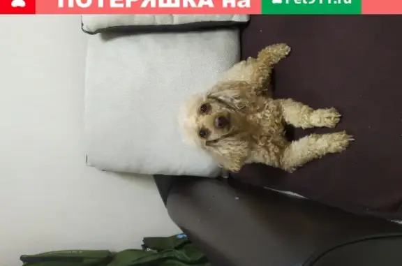 Собака с розовым батиночком в Тольятти найдена