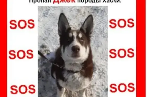 Собаки потеряшки, Нижний Новгород, фото: Потеряшка хаски в Нижнем Новгороде.