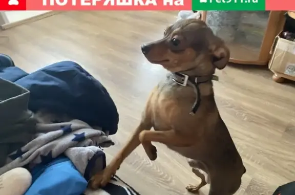 Найдена собака с ошейником в Красноярске
