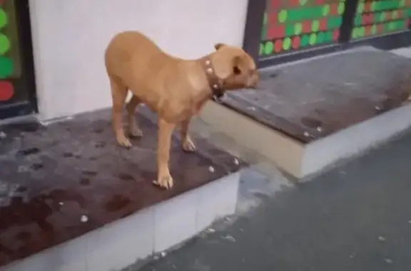 Найдена собака на ул. Заполярная в Краснодаре