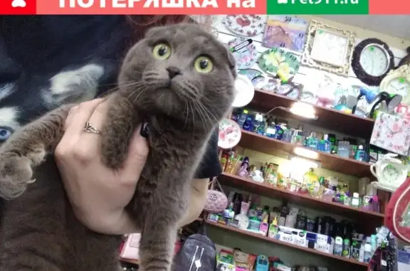 Найдена кошка, Ижевск, фото: Найден котик на ул. Шоссе, дом 58