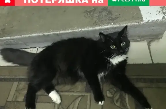 Найден домашний кот на Чертановской, д. 39