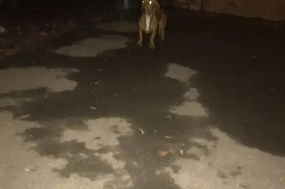 Найдена собака мальчик в Москве