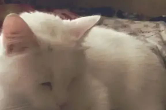 Кошки потеряшки, Санкт-Петербург, фото: Потеряшка кошка в Санкт-Петербурге