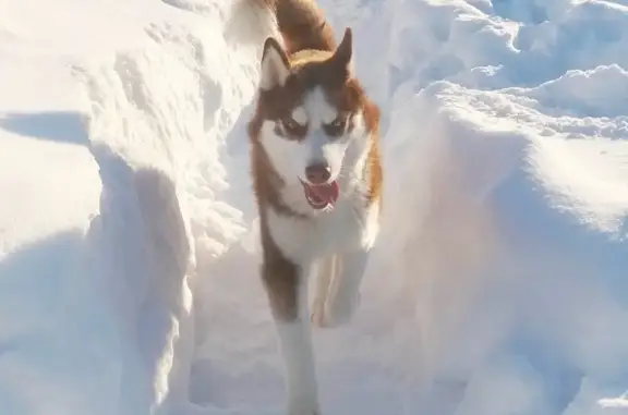Собаки потеряшки, Можайск, фото: Потеряшка собака в деревне Ченцово, Московская область