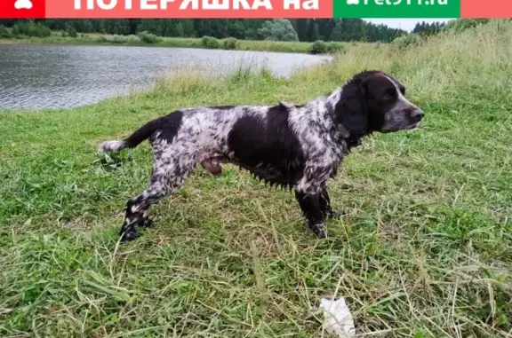 Пропала собака в районе Васильчиново, награда за информацию
