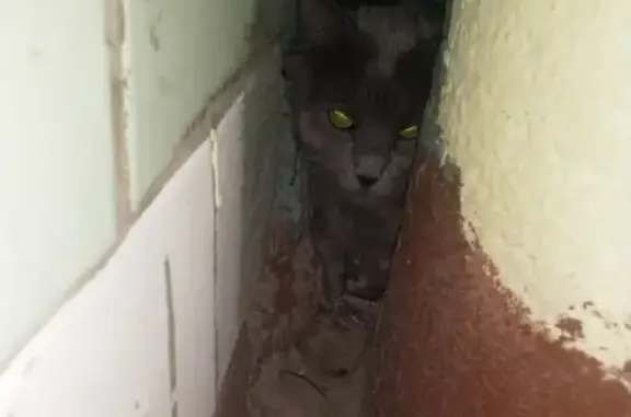 Найдена кошка на Зеленодольской 10/14 в Москве