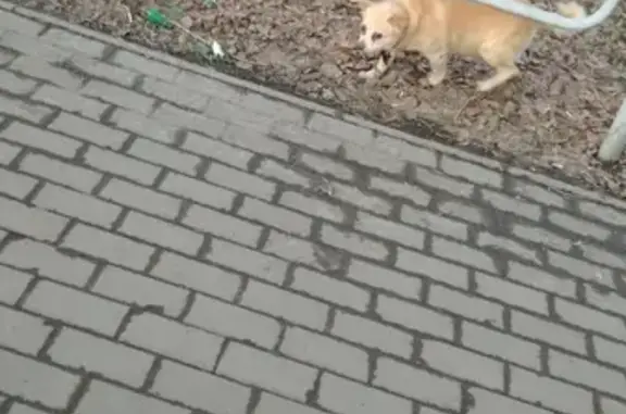 Собака с черным ошейником найдена в Челябинске.