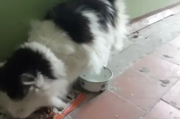 Найден черно-белый кот в Пензе