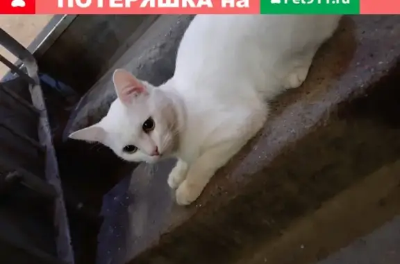 Домашняя кошка найдена в Санкт-Петербурге