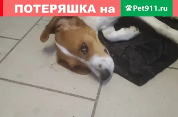 Найдена собака Бигль в Киевском районе.