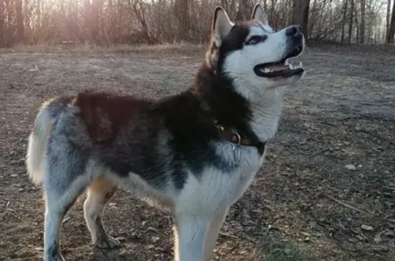 Собака Хаски найдена в Нижнем Новгороде.